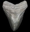 Large, Fossil Megalodon Tooth - Georgia #75794-1